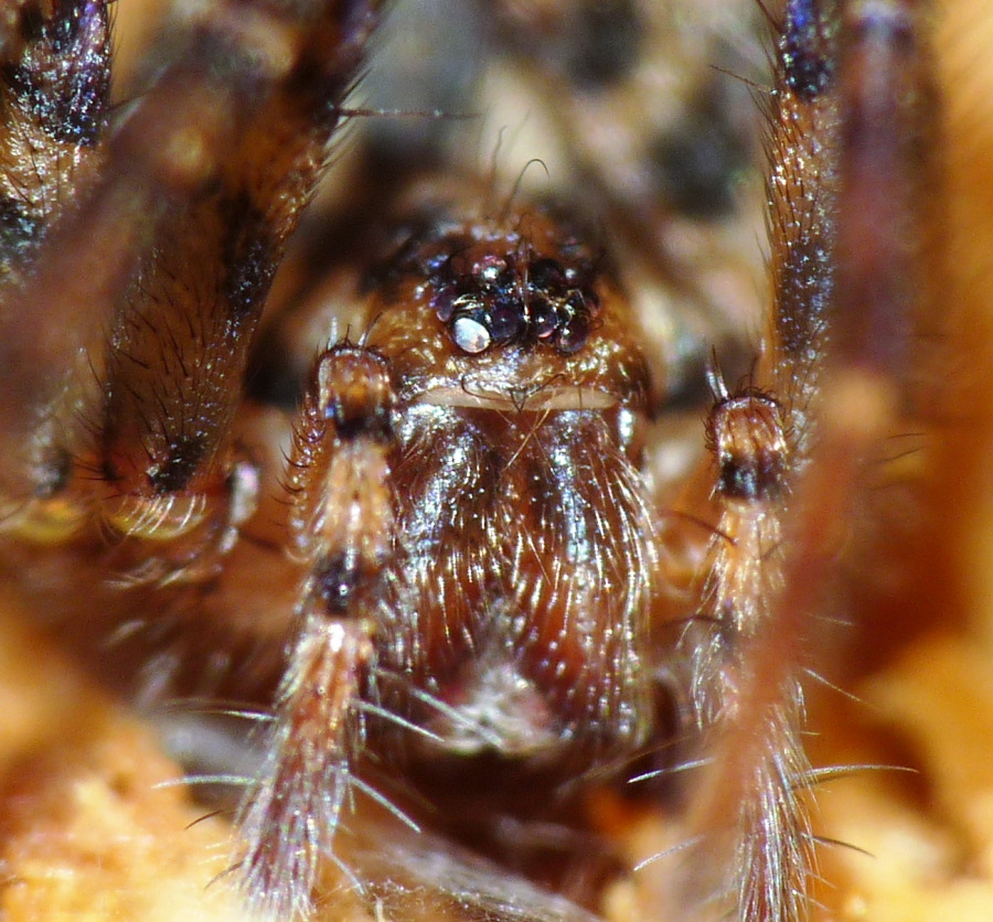 Tegenaria o Malthonica sp.